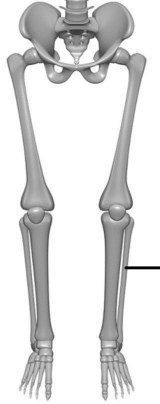 human-skeleton-middle-school-jeopardy-template