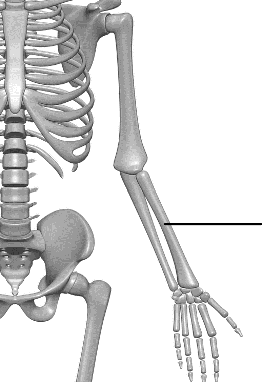 human-skeleton-middle-school-jeopardy-template