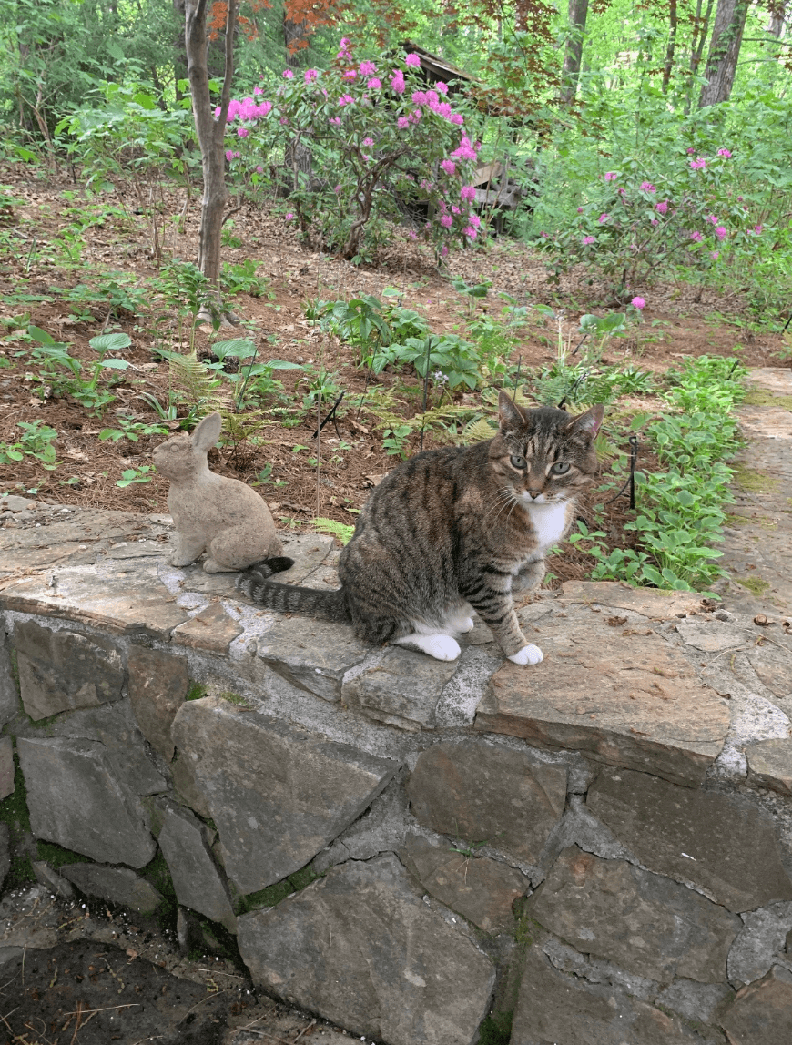 Surgical Double Jeopardy 2022 Chief Edition