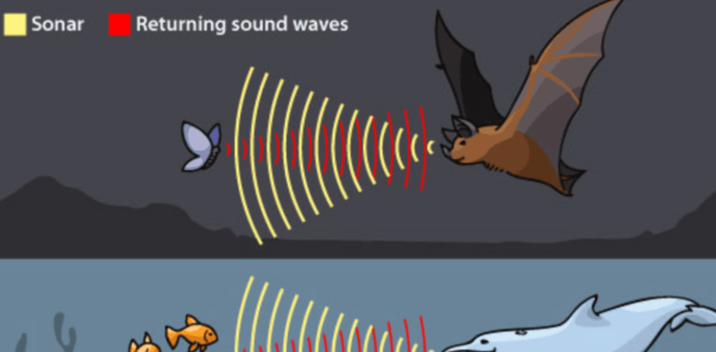 Ультразвуковые радары животных называют ультразвук. Эхолокация дельфинов и летучих мышей. Эхолокация летучих мышей. Ультразвук в эхолокации. Эхолокация летучей мыши и дельфина.