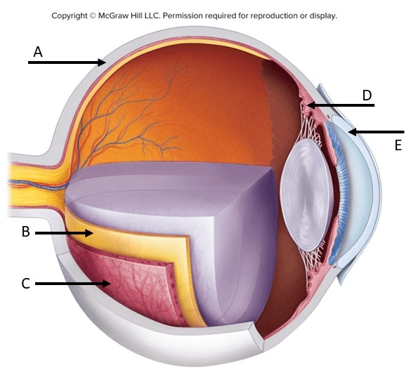 Muscle Nervous System Special Senses Practical Review Jeopardy Template muscle-nervous-system-special-senses-practical-review-jeopardy-template