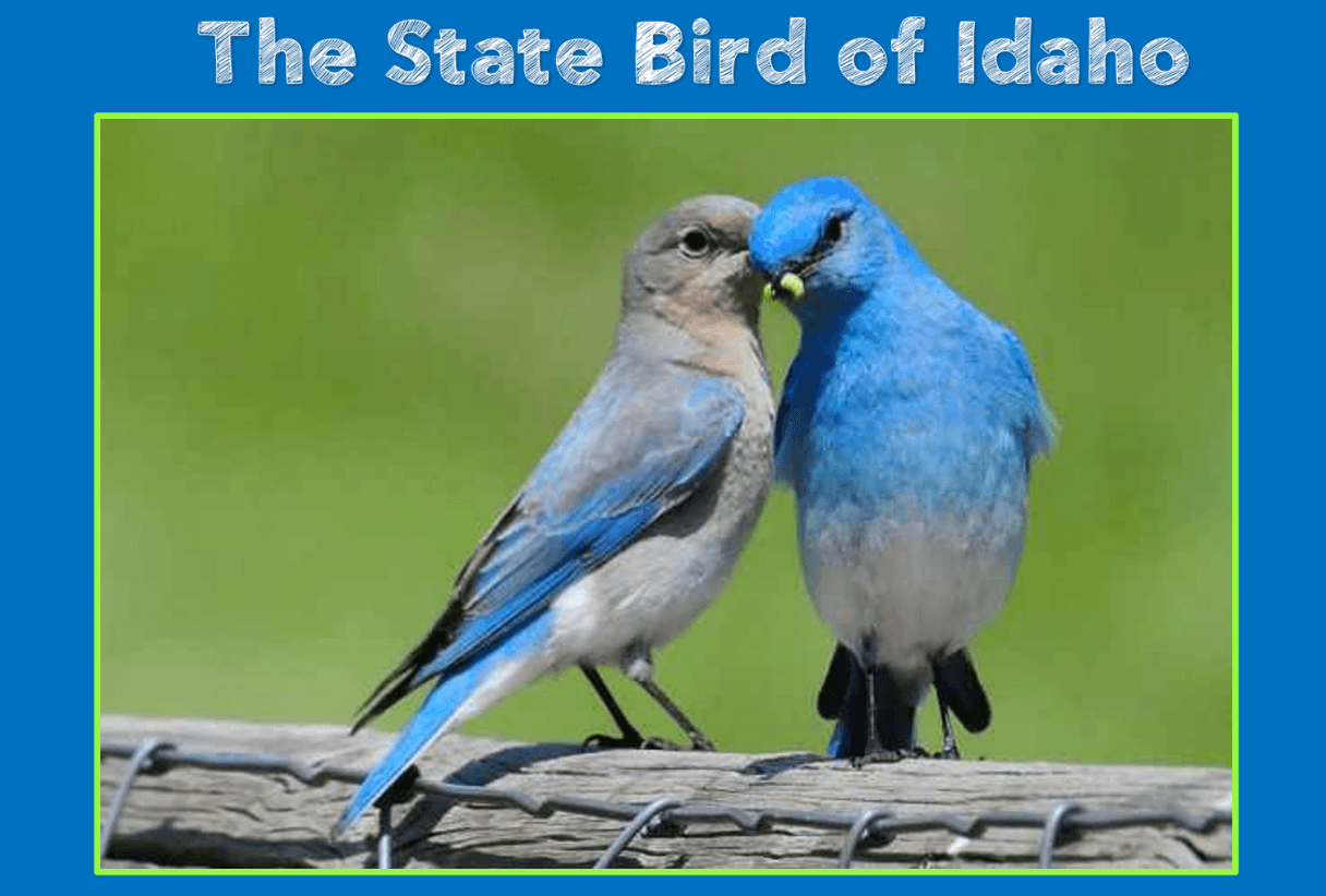 Две синие птицы. Голубая сиалия самец. Сиалия Лазурная птица. Птичка сиалия. Синяя птица.