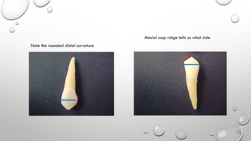 Dental Anatomy Final Review 2 Jeopardy Template rcp-detail