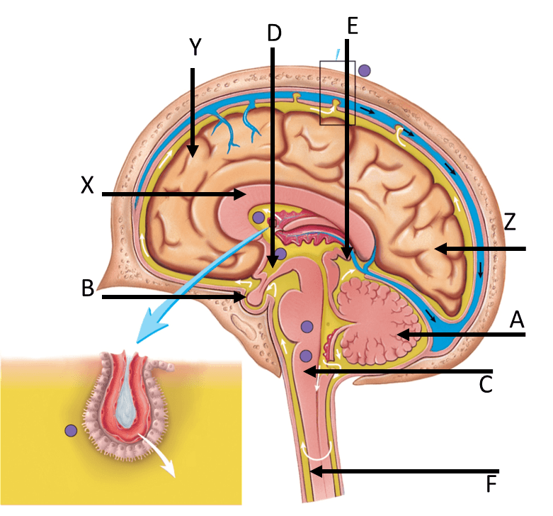 Muscle Nervous System Special Senses Practical Review Jeopardy Template muscle-nervous-system-special-senses-practical-review-jeopardy-template
