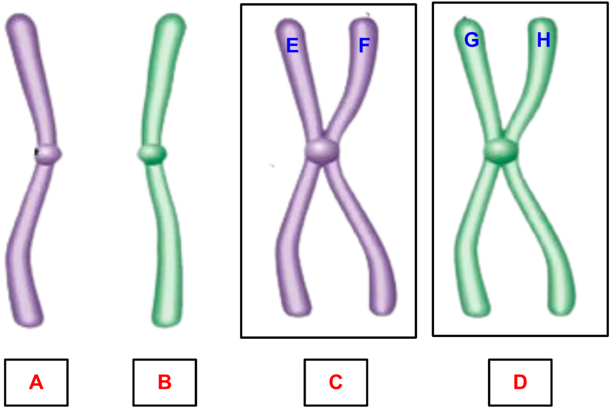 cell-growth-differentiation-test-review-jeopardy-template