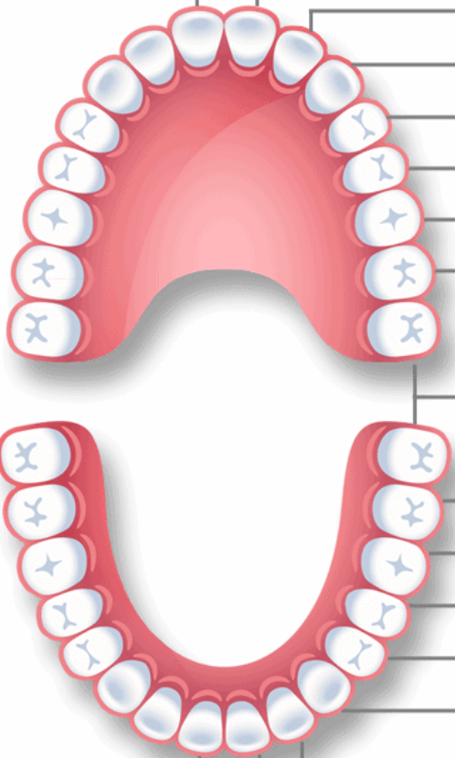 Зуб семерка верхний. Нумерация зубов у взрослого человека. Нумерация зубов нижней челюсти.