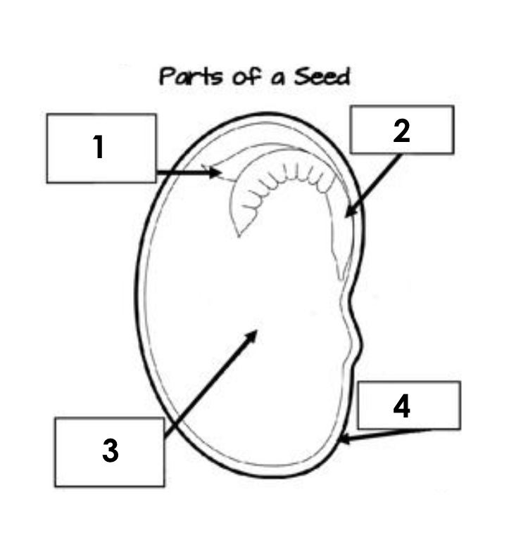 plant-life-cycle-and-plant-reproduction