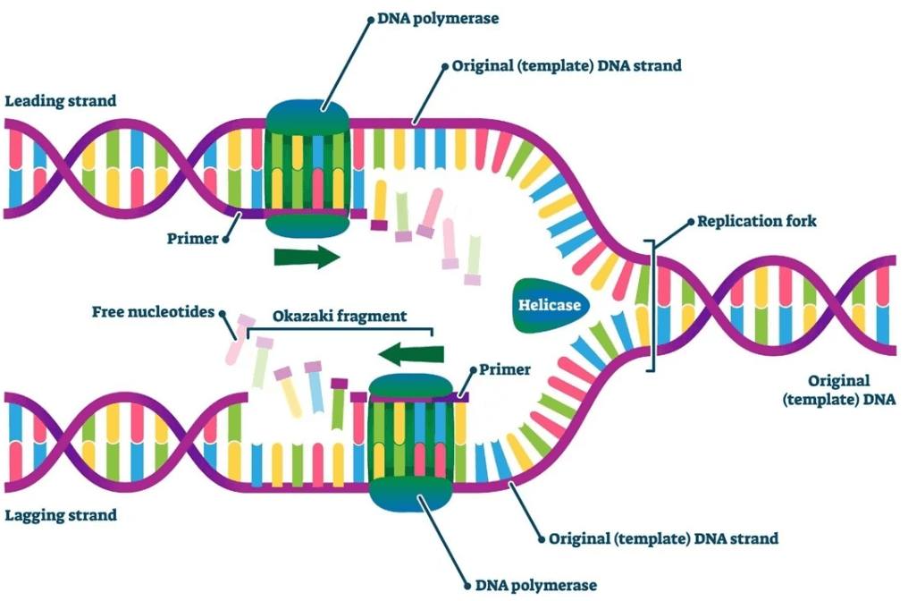 The Cell Cycle and DNA Replication Jeopardy Template