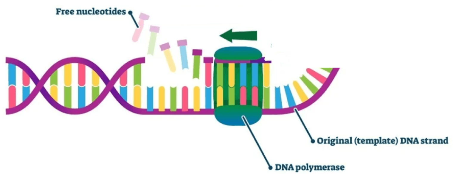 The Cell Cycle and DNA Replication Jeopardy Template