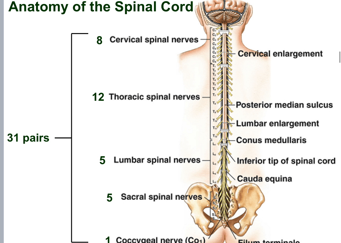 Unit V Chp 12 Spinal Cord Jeopardy Template