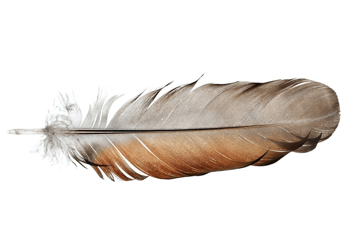 Diferencia entre pluma y plumon