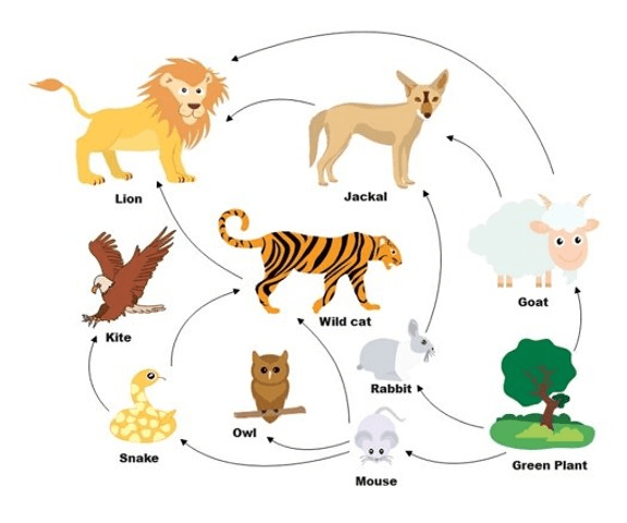 food-chain-and-food-webs-jeopardy-template