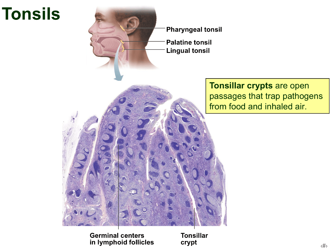 Chp 20: Lymphatic System Jeopardy Template