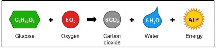 Carbon oxygen carbon dioxide