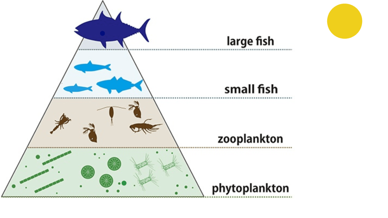 Фитопланктон трофический уровень. Фитопланктон зоопланктон пищевая цепь. Пищевая цепь фитопланктон Дельфин. Пищевая цепь зоопланктона. Фитопланктон цепочка питания.