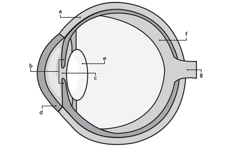 eyes-and-their-function-jeopardy-template