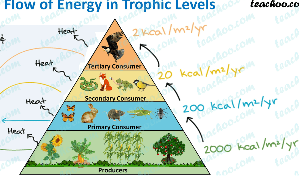 Bio 112 Final Exam Review_SFCC Jeopardy Template