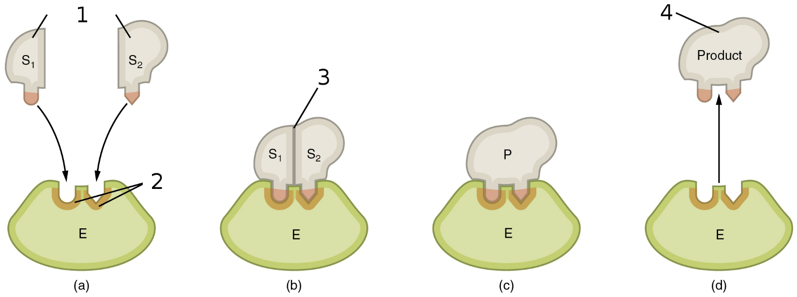 Enzymes Jeopardy Template